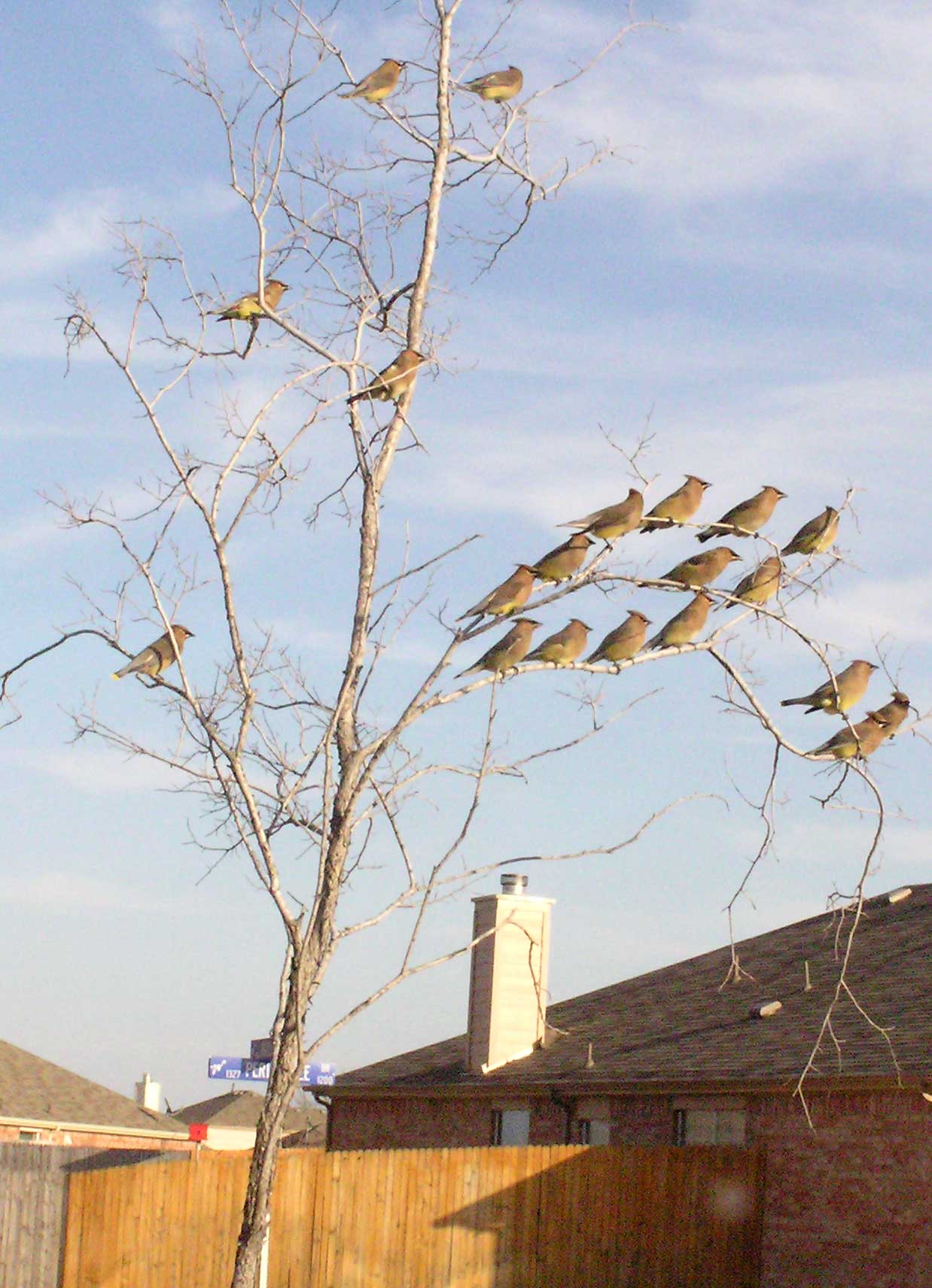 birds-in-our-tree2 birds-in-our-tree2